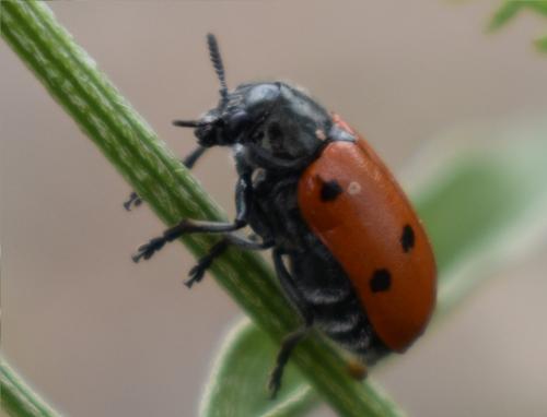 Réf. 206 450 : Lachnaia sp.